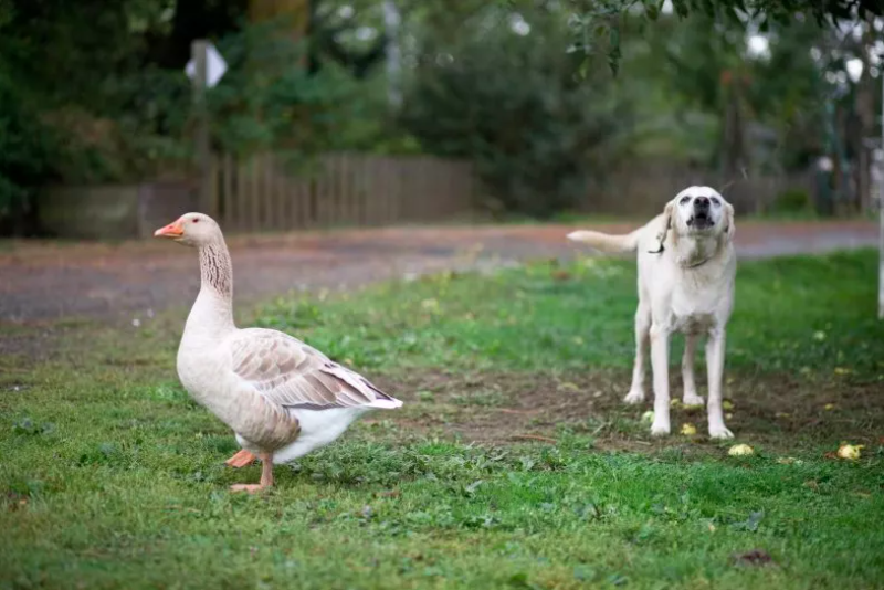 Fearless Goose Protects Great Pyrenees