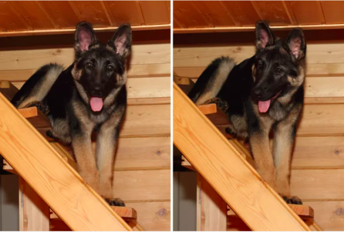 German Shepherds Afraid to Pass Brave Cat on Stairs