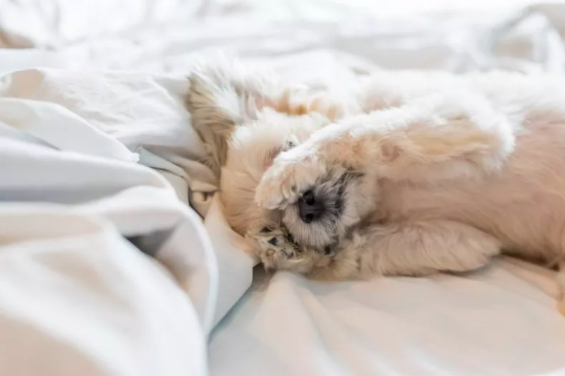 The Dog Who Refuses to Leave Owner's Bed After She Returns to College