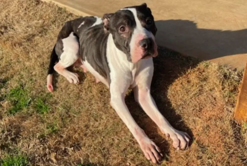 pit bull's miraculous survival after abandonment