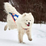 samoyed's snowy adventures