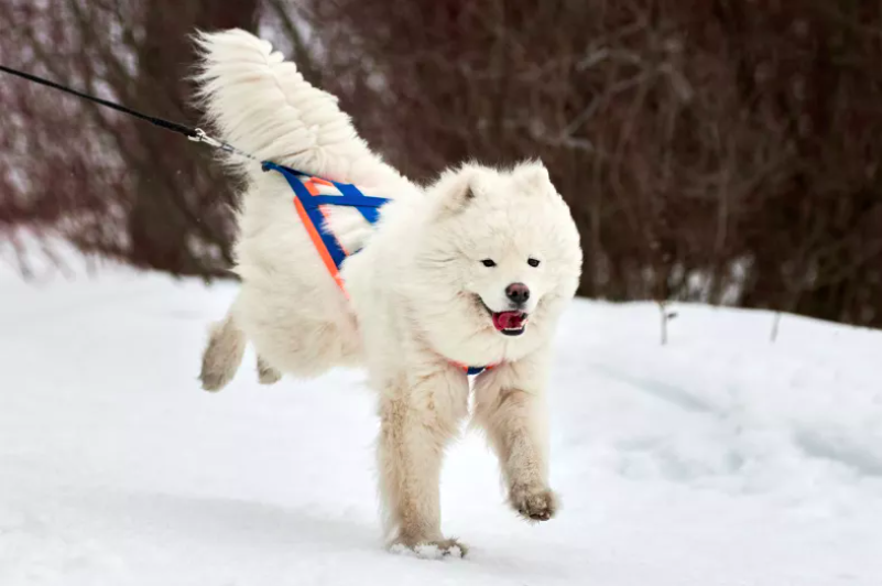 samoyed's snowy adventures