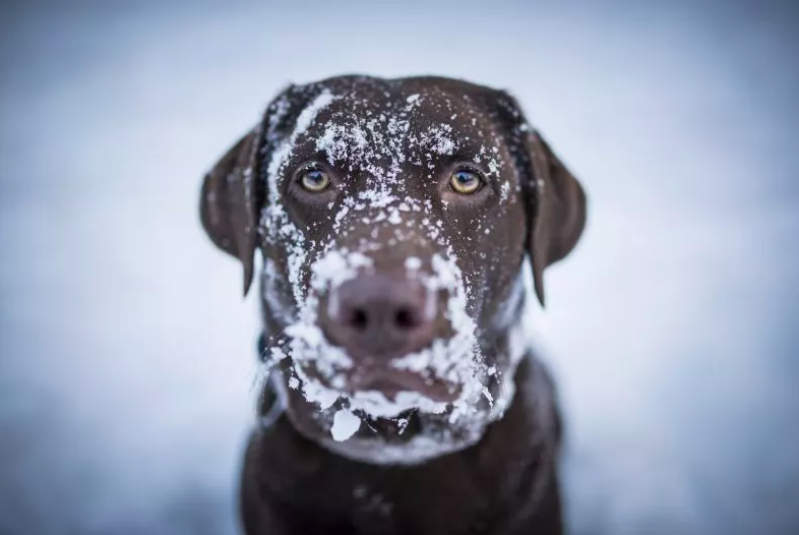 dog faces -40°c cold snap in alberta