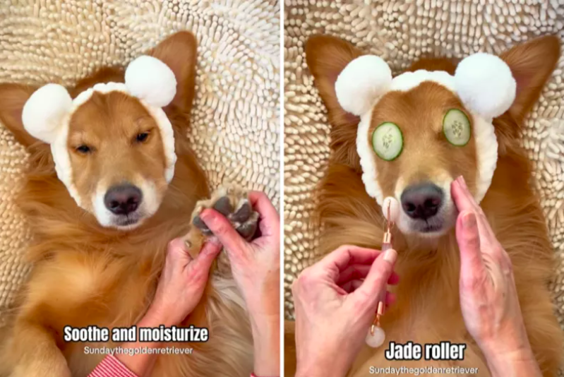 Golden Retriever's Luxurious Spa Day