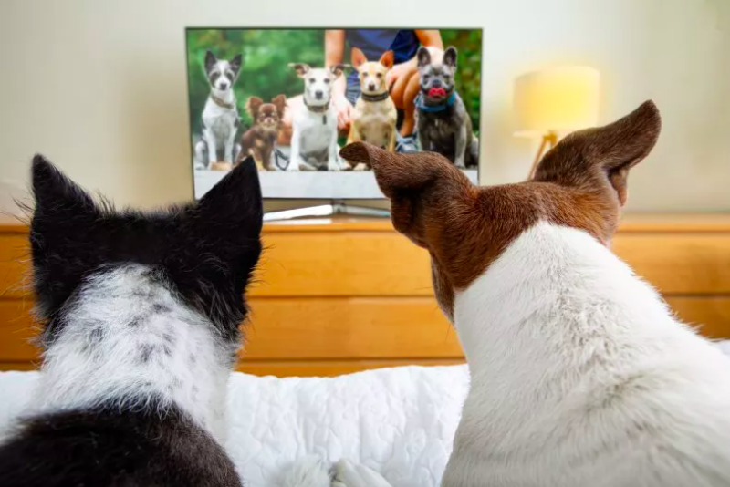dogs' preferred tv shows