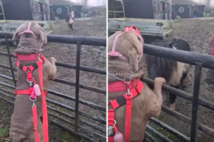xl bully dog denied kisses with pony friend