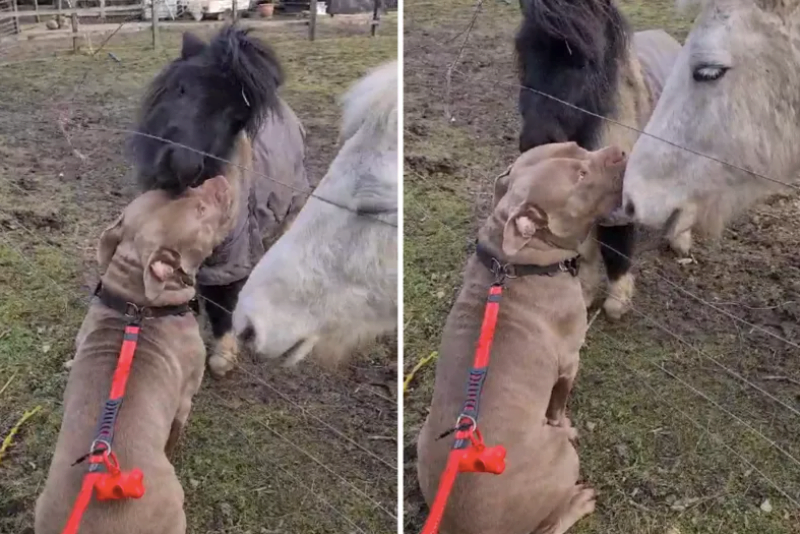 xl bully dog denied kisses with pony friend
