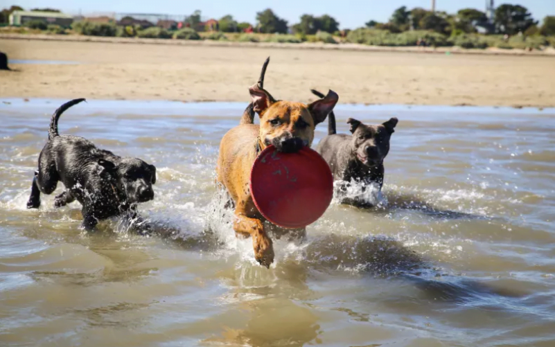 clever canine redefines frisbee play