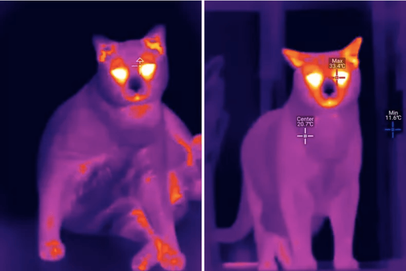 cat's thermal wonders stun the internet