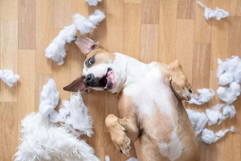 Dog Builds 'Nest' with Shredded Pillow