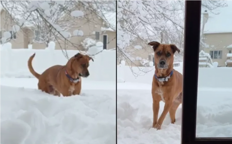 Caribbean Rescue Dog's Snowy Delight