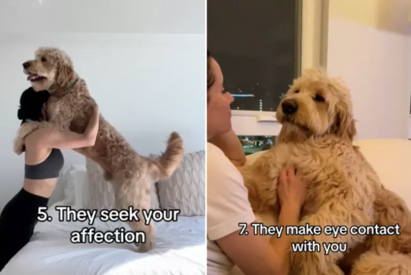signs your dog is truly connected to you