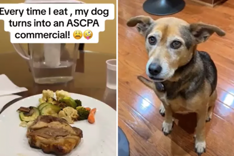 rescue dog's aspca commercial