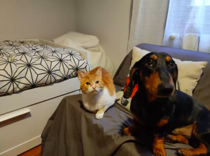 Dachshund Puppy's First Encounter With Kitten