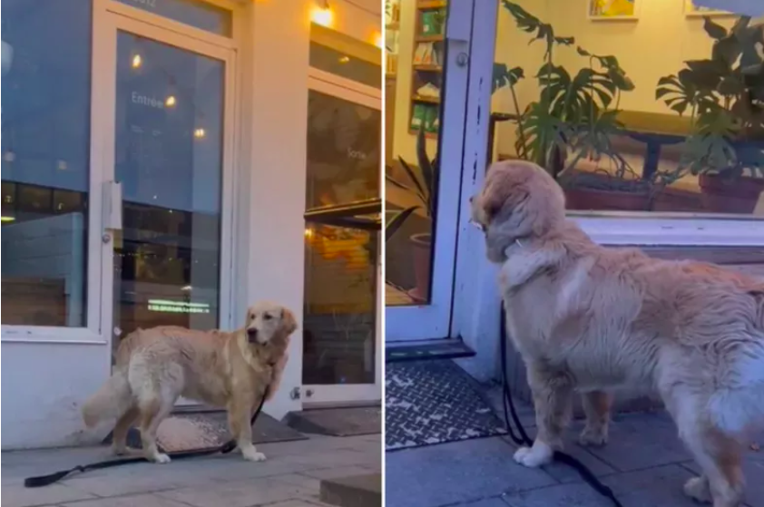the golden retriever's irresistible quest for a pup cup