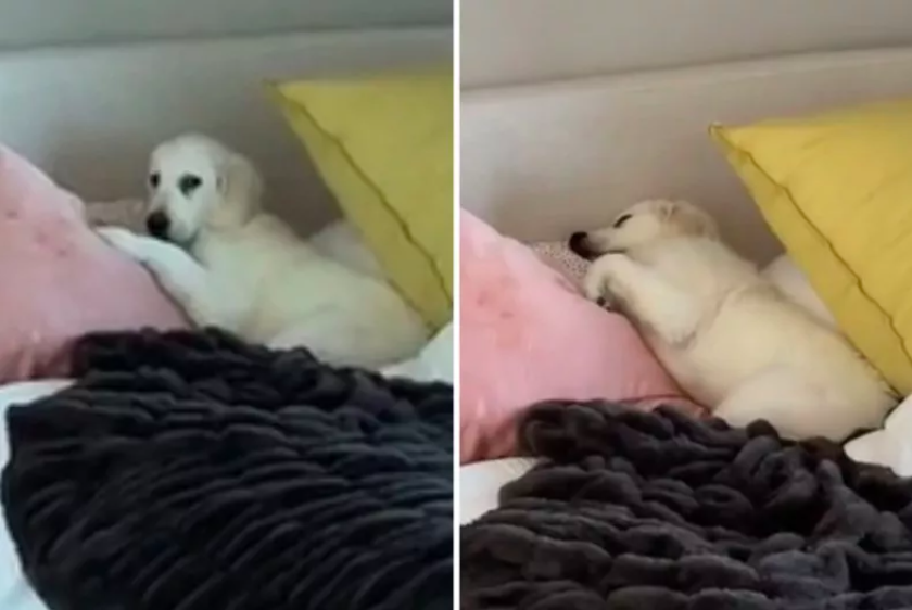 dog hilariously pretends to be asleep