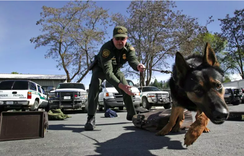 a surge in police dogs to fortify u.s.-mexico border security