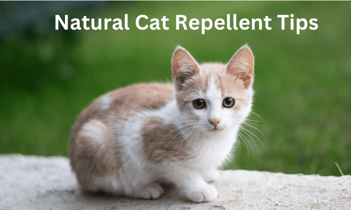 natural cat repellent tips