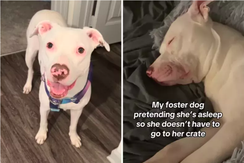 Foster Dog's Hilarious Strategy to Dodge the Crate