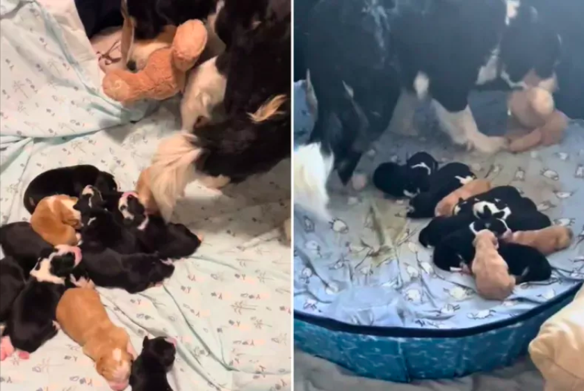 dog mom's adorable bedtime surprise with stuffed toy