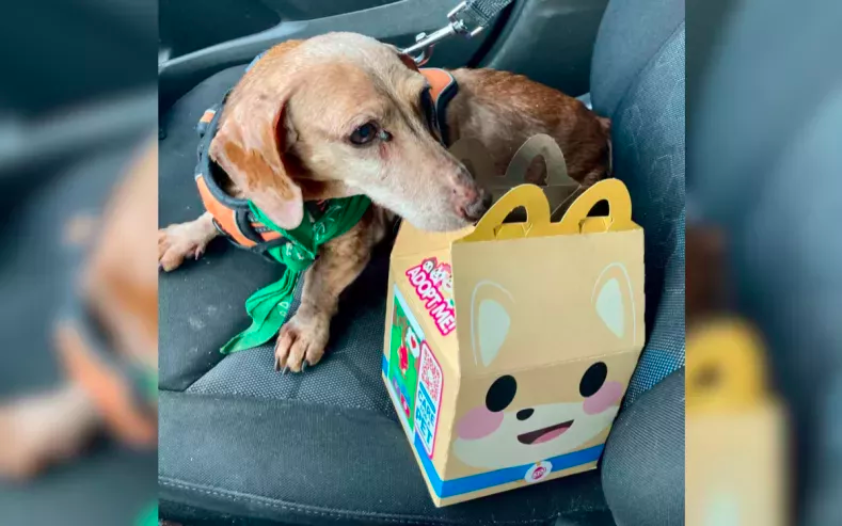 mcgooby meal for ailing rescue dog