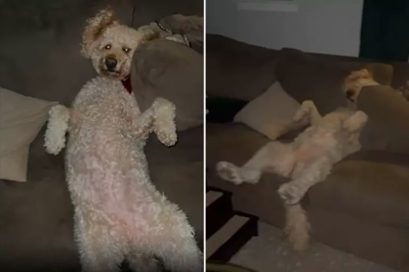 Evie the Goldendoodle Goes Viral for Relaxing Like a Pro