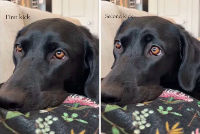 labrador discovers baby's kicks in mom-to-be's tummy