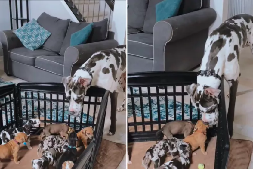 great dane daddy bonds with puppies
