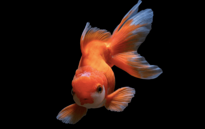 how long do goldfish live?