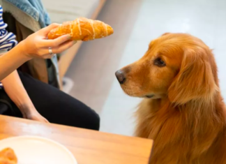 labrador's hilarious quest for a croissant
