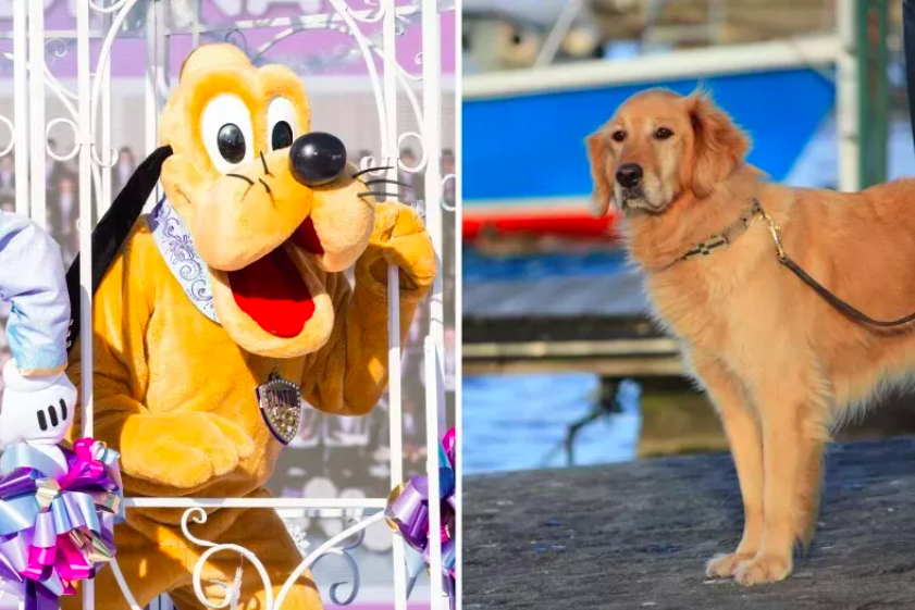 Service Dog Meets Pluto on Disney Cruise