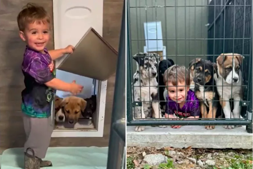 toddler's tale: embracing five rescue puppies as foster siblings
