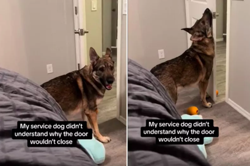 trained medical alert dog