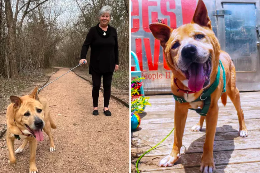 senior dog finds forever home with elderly widow