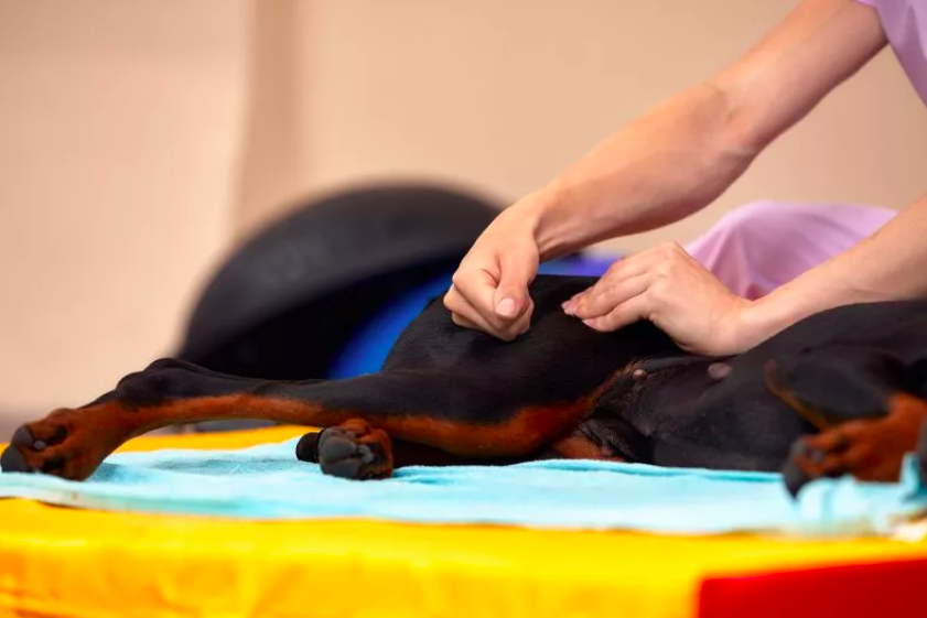 cat helps medical staff massage dog in rehab