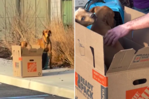 shelter rescues terrified dog and her puppies