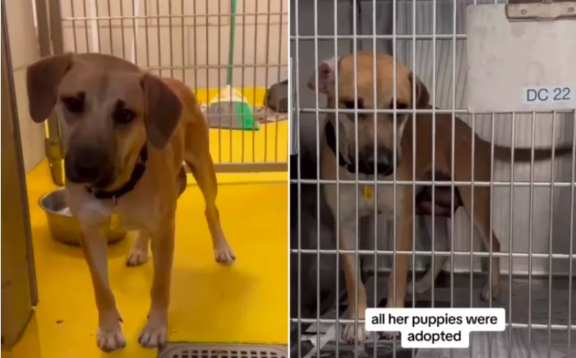 margarita left behind after puppies find homes