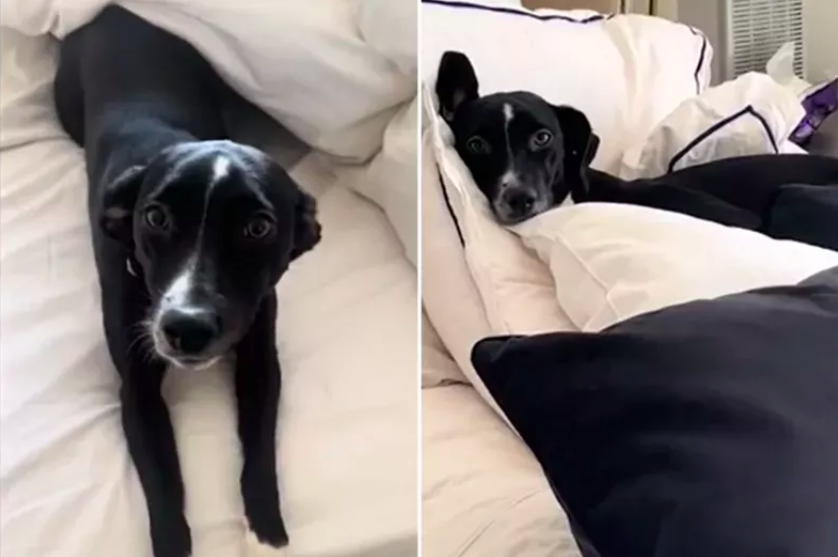 rescue dog unmake the bed every day