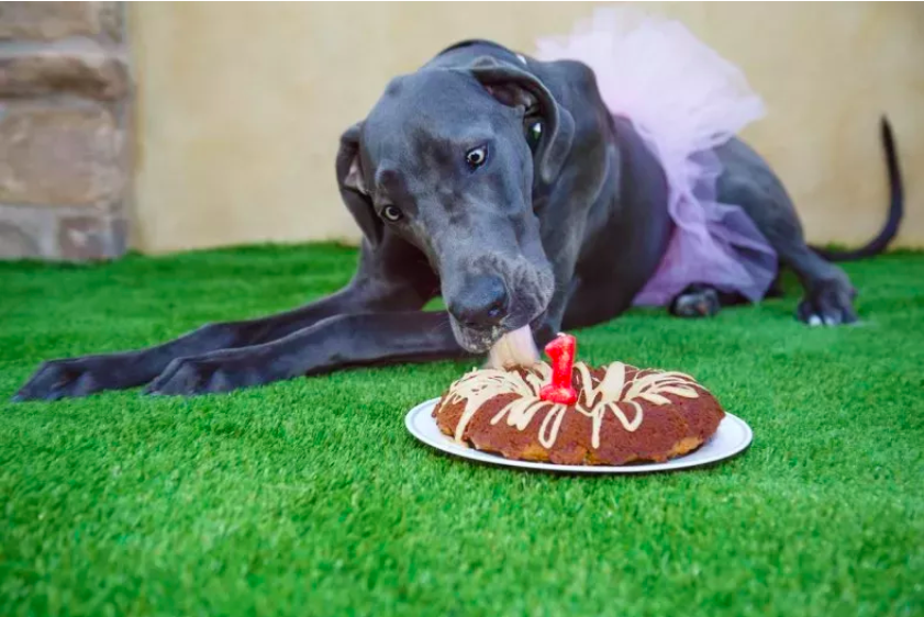 great dane devours entire birthday cake
