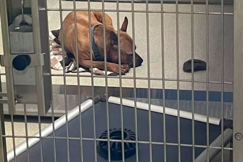 dog's heartbreaking photo garners support