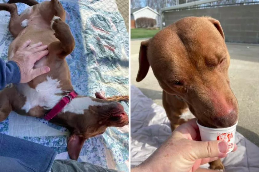 dog's journey from shelter to adoption
