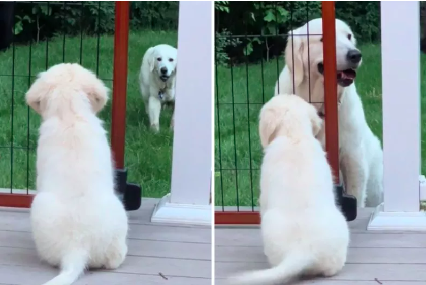 older dog welcomes new puppy sibling with joy