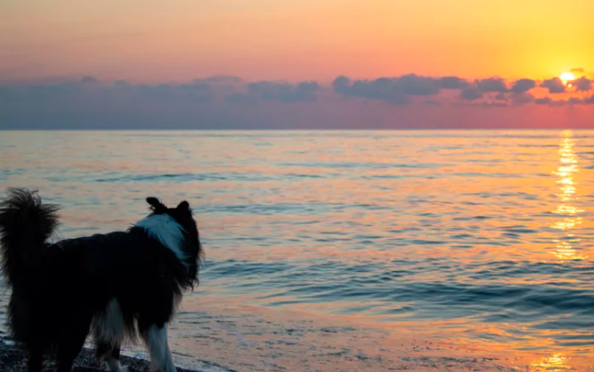witnessing a pet's moment of solitude to enjoy the sunset
