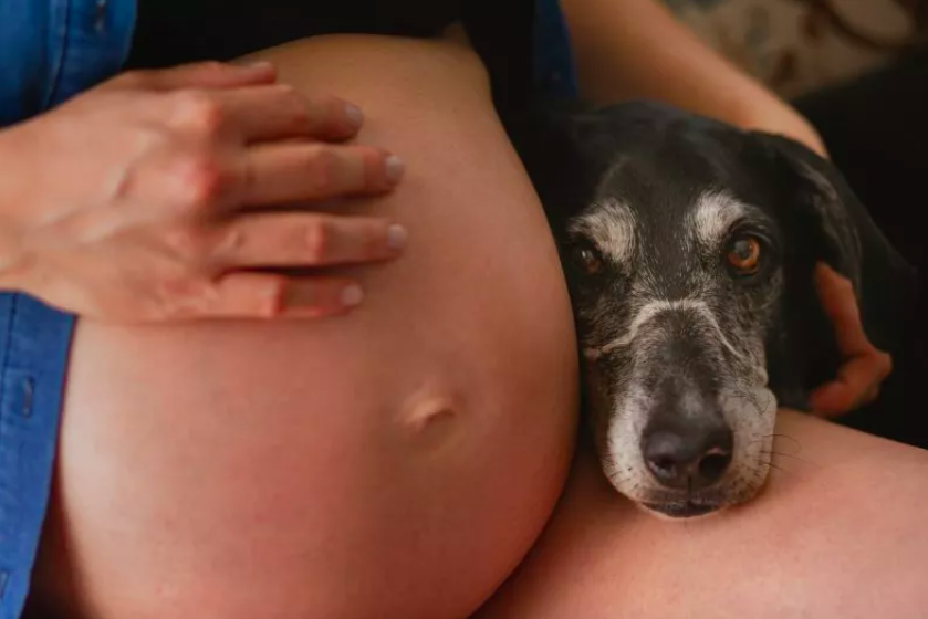 dog discovers baby in owner's tummy
