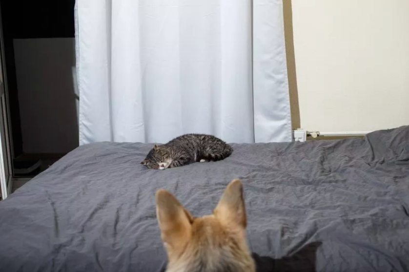 cat steals husky's bed