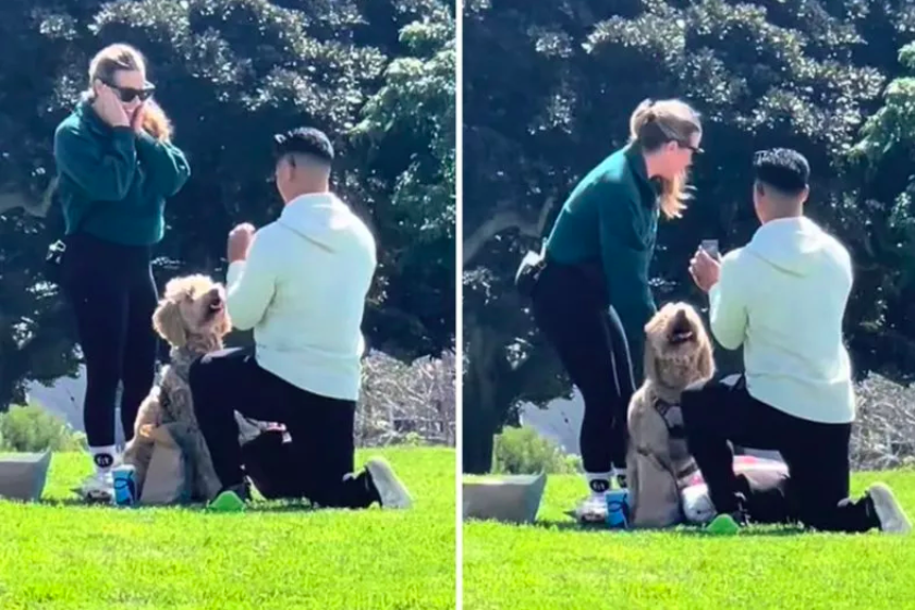 goldendoodle's surprise intervention during marriage proposal