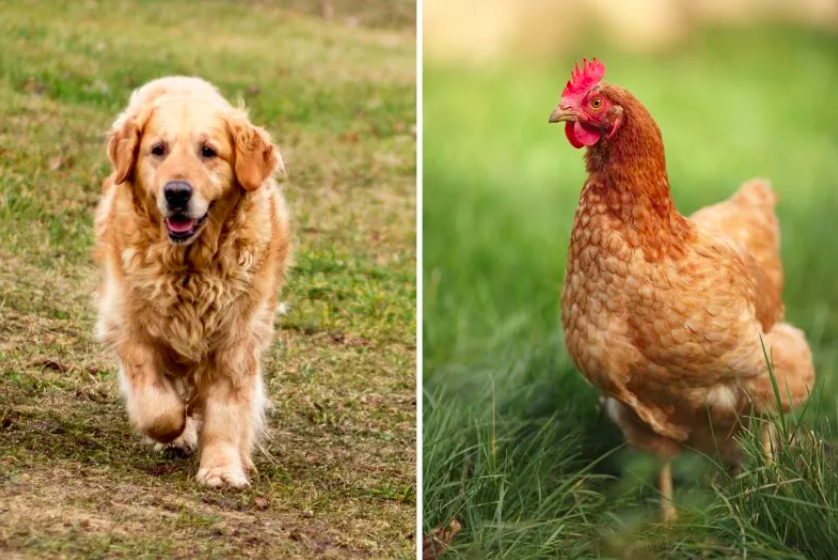 Connection Between a Golden Retriever and Chickens