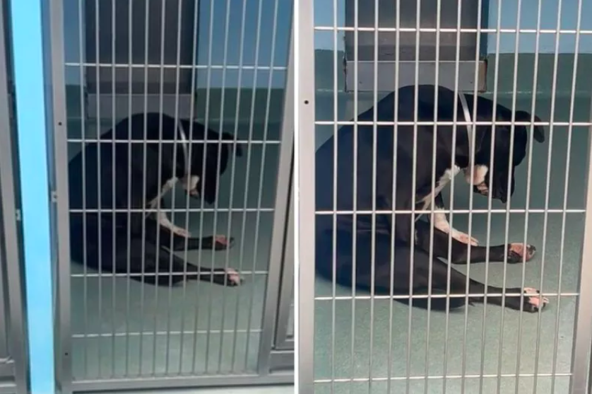 completely broken shelter dog awaiting adoption