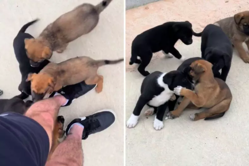 man discovers 9 puppies during morning run