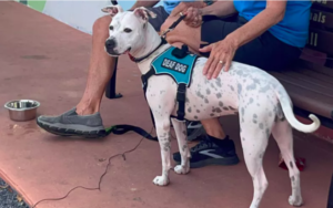 deaf shelter dog’s heartwarming journey